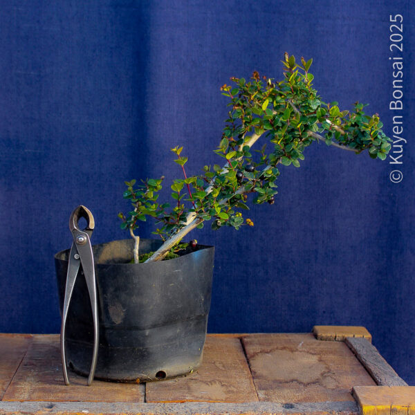 Luma apiculata #14