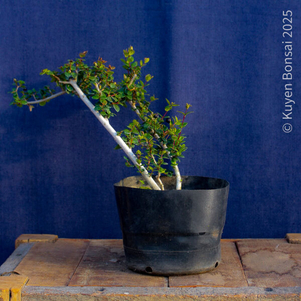 Luma apiculata #14 - Imagen 2