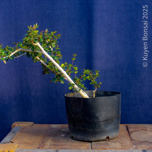 Luma apiculata #14 - Imagen 3