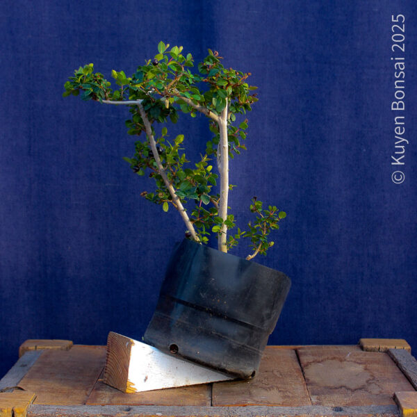 Luma apiculata #14 - Imagen 4