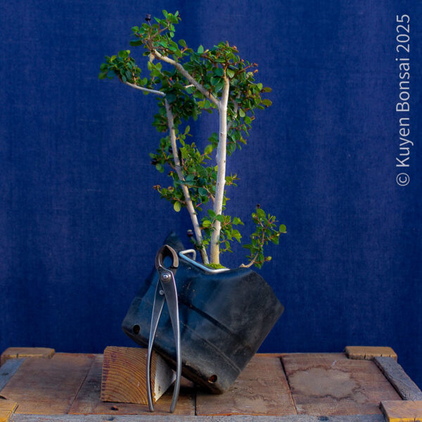 Luma apiculata #14 - Imagen 5