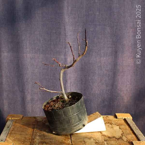 Prunus cerasifera #3