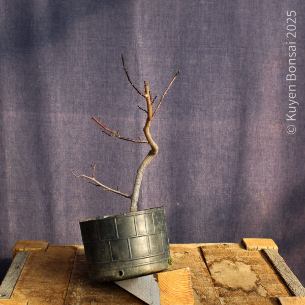 Prunus cerasifera #3 - Imagen 2