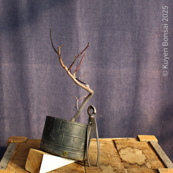 Prunus cerasifera #3 - Imagen 7