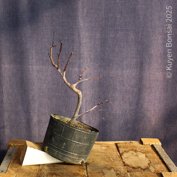 Prunus cerasifera #3 - Imagen 6
