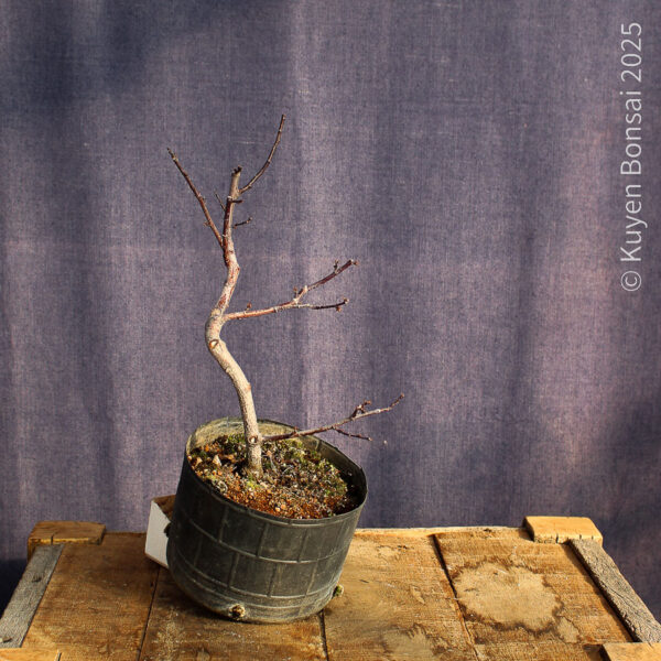 Prunus cerasifera #3 - Imagen 5