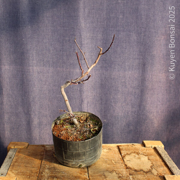 Prunus cerasifera #3 - Imagen 4