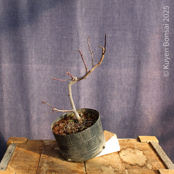 Prunus cerasifera #3 - Imagen 3