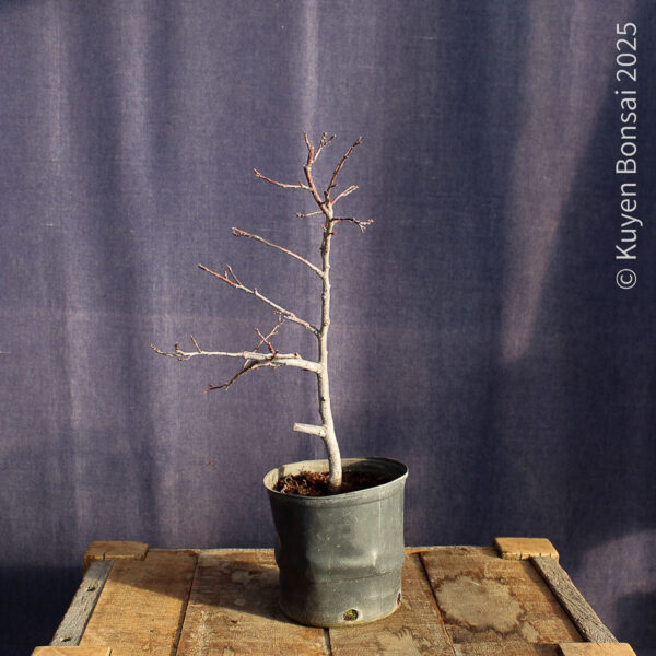 Prunus cerasifera #7