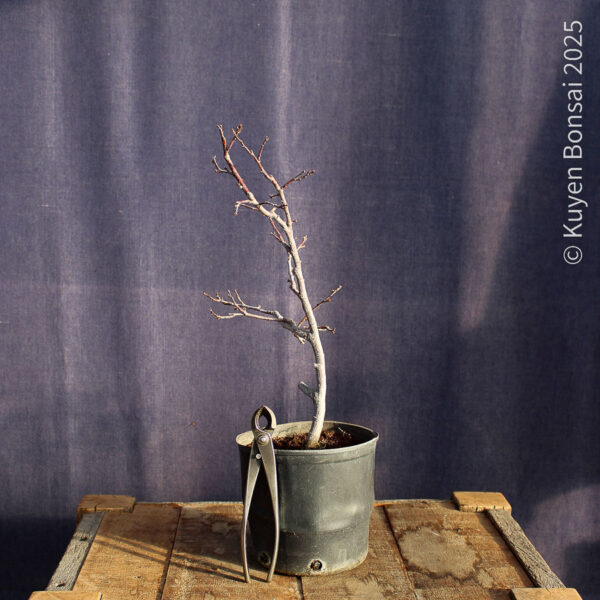 Prunus cerasifera #7 - Imagen 2