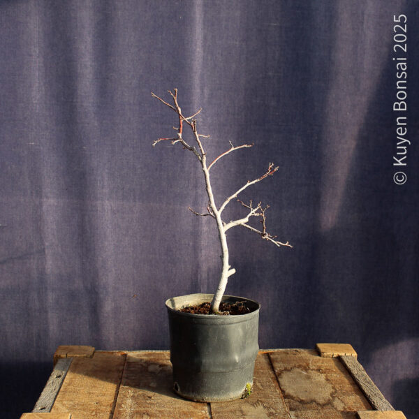 Prunus cerasifera #7 - Imagen 3