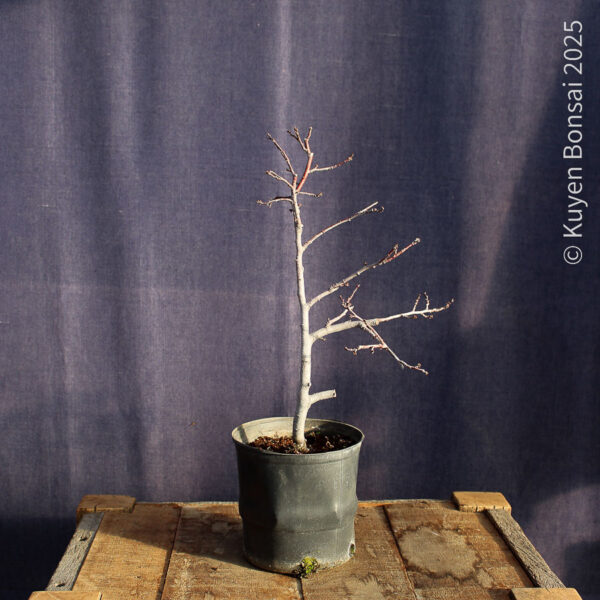 Prunus cerasifera #7 - Imagen 4