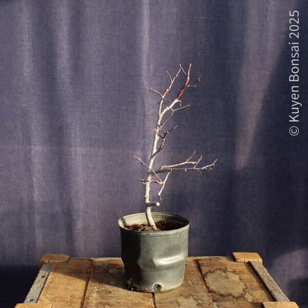 Prunus cerasifera #7 - Imagen 5