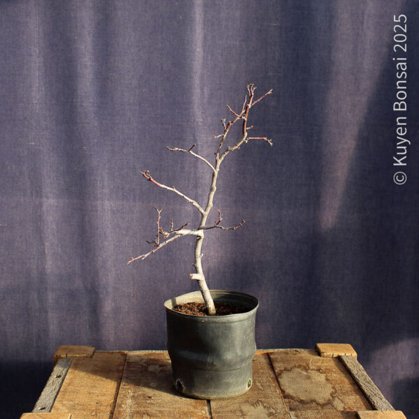 Prunus cerasifera #7 - Imagen 6
