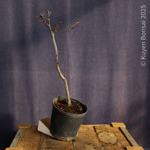 Prunus cerasifera #8