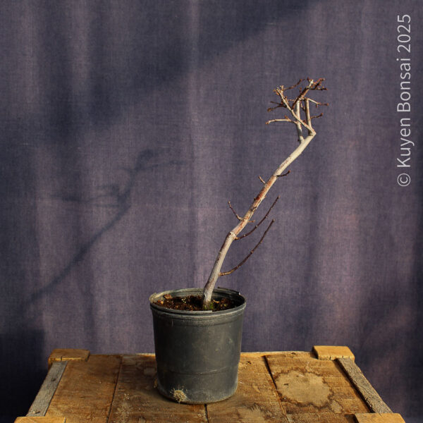 Prunus cerasifera #8 - Imagen 2