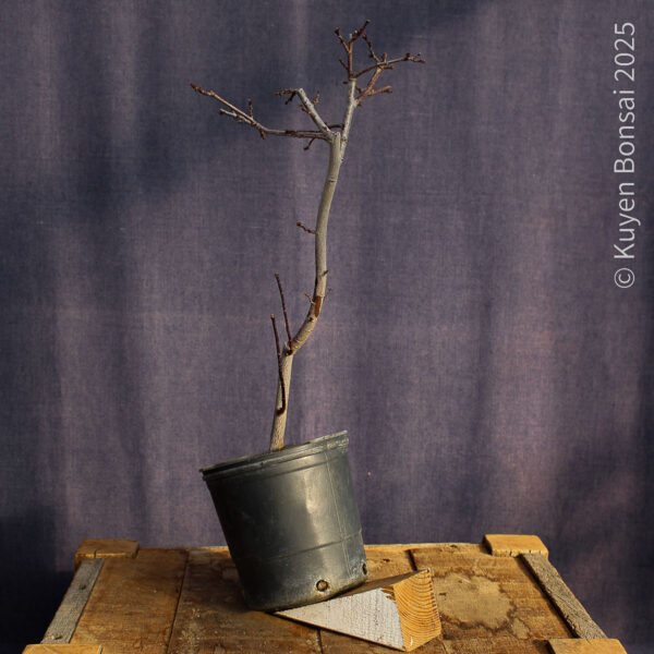 Prunus cerasifera #8 - Imagen 3