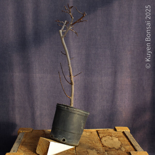 Prunus cerasifera #8 - Imagen 4
