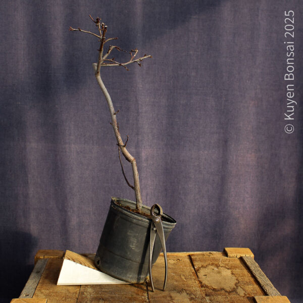 Prunus cerasifera #8 - Imagen 5