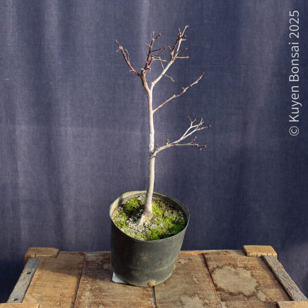 Prunus cerasifera #9