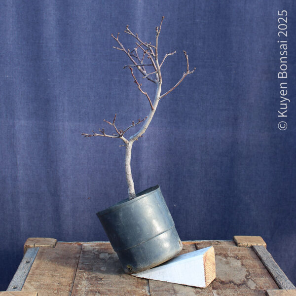 Prunus cerasifera #9 - Imagen 2