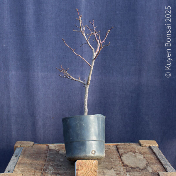 Prunus cerasifera #9 - Imagen 3