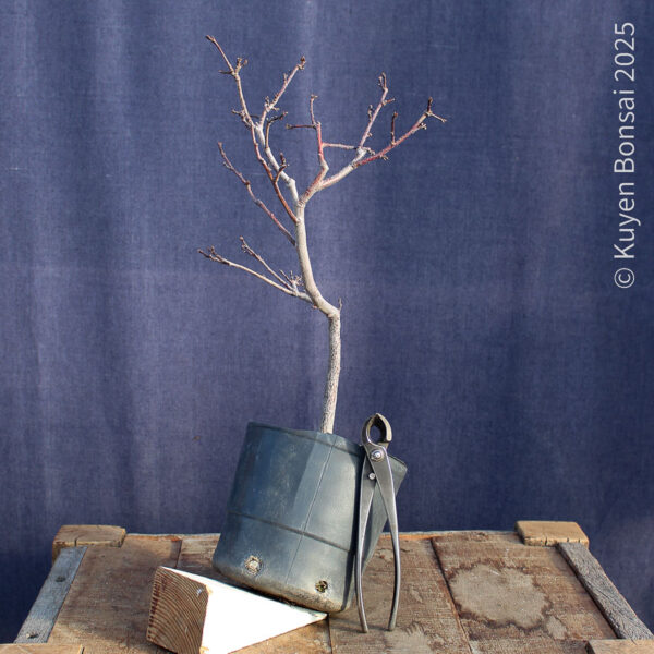 Prunus cerasifera #9 - Imagen 4