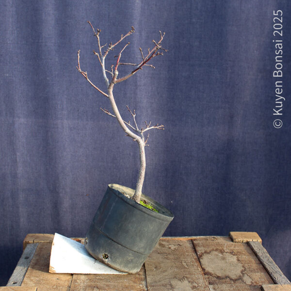 Prunus cerasifera #9 - Imagen 5