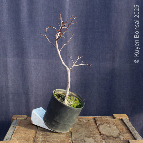 Prunus cerasifera #9 - Imagen 6