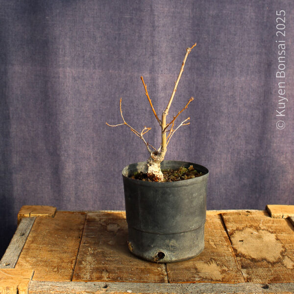 Quercus robur #5