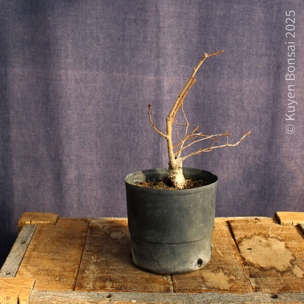 Quercus robur #5 - Imagen 2