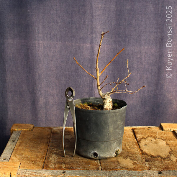 Quercus robur #5 - Imagen 3
