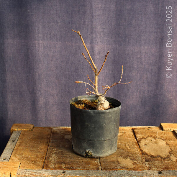 Quercus robur #5 - Imagen 4