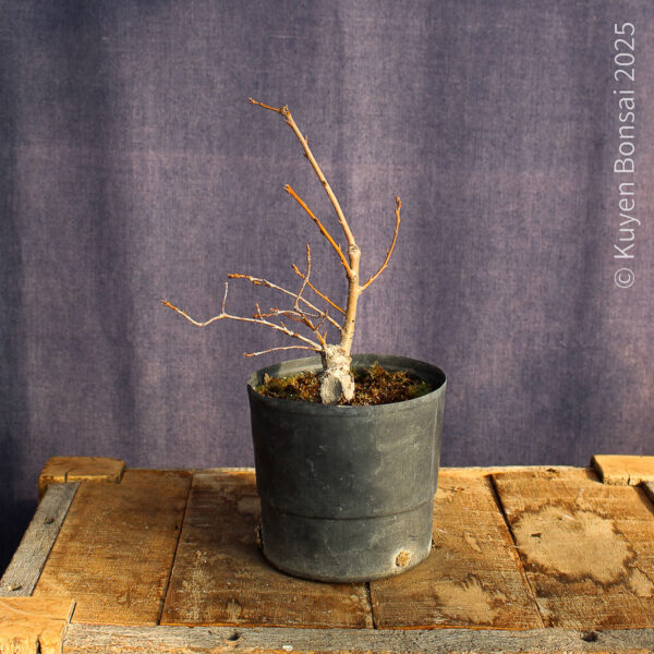 Quercus robur #5 - Imagen 5