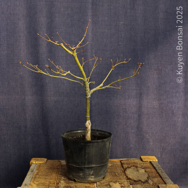 Acer palmatum "Red Pygmy"#11