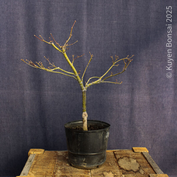 Acer palmatum "Red Pygmy"#11 - Imagen 2