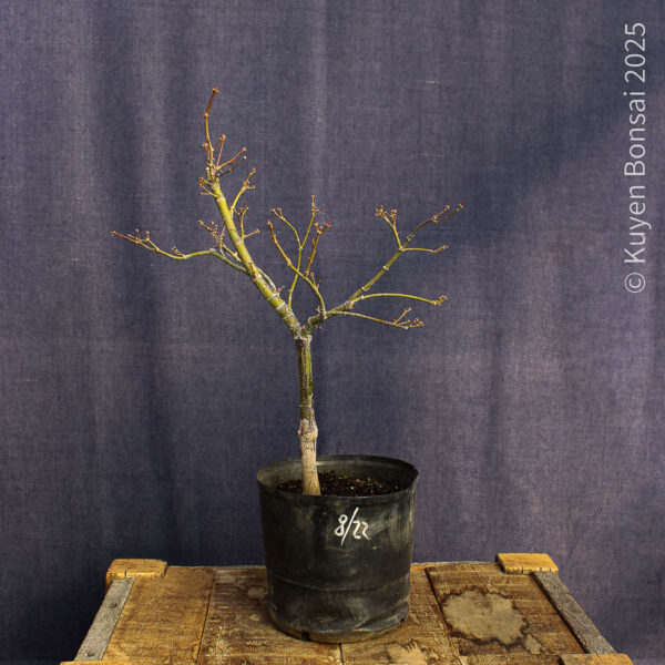 Acer palmatum "Red Pygmy"#11 - Imagen 3
