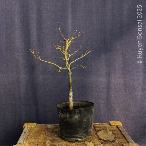 Acer palmatum "Red Pygmy"#11 - Imagen 4