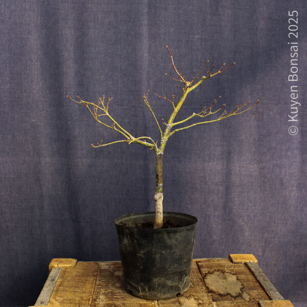 Acer palmatum "Red Pygmy"#11 - Imagen 5