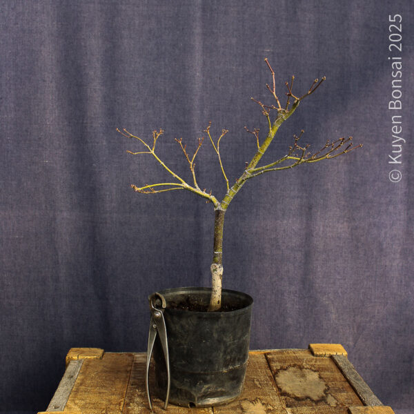 Acer palmatum "Red Pygmy"#11 - Imagen 6