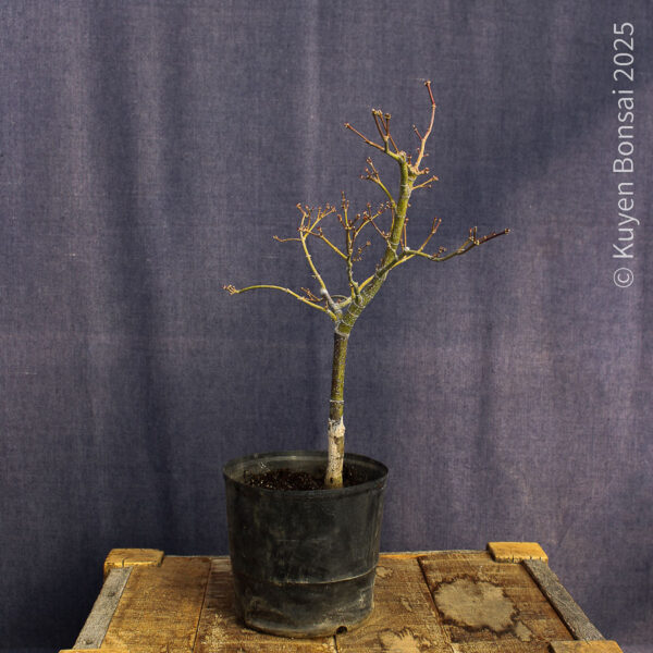 Acer palmatum "Red Pygmy"#11 - Imagen 7