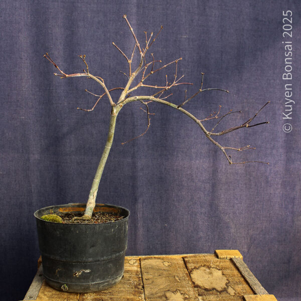Acer palmatum "Tamukeyama"#4
