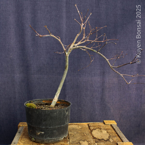 Acer palmatum "Tamukeyama"#4 - Imagen 2