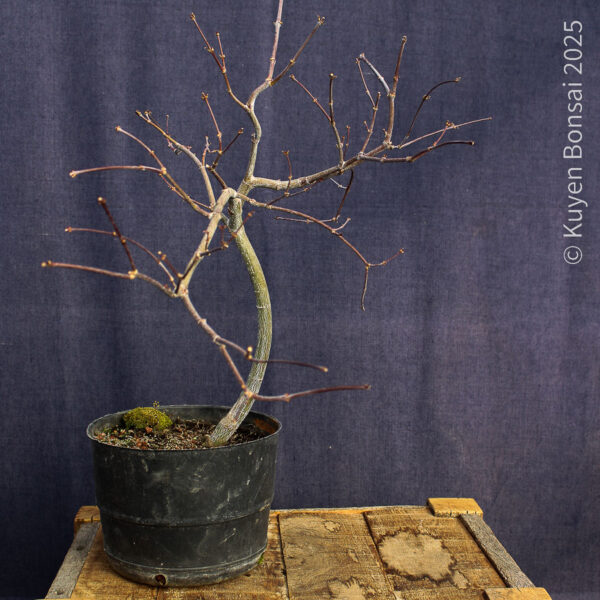 Acer palmatum "Tamukeyama"#4 - Imagen 3