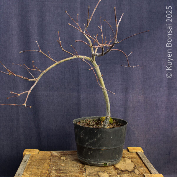 Acer palmatum "Tamukeyama"#4 - Imagen 4