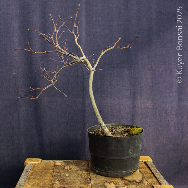 Acer palmatum "Tamukeyama"#4 - Imagen 5
