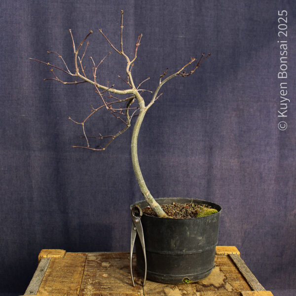 Acer palmatum "Tamukeyama"#4 - Imagen 6