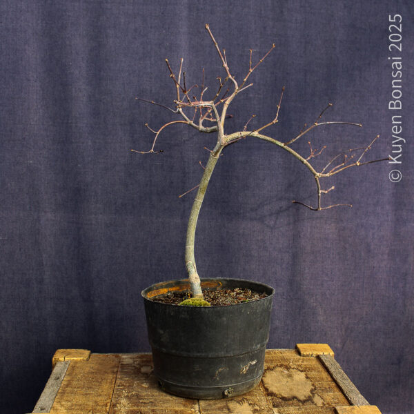 Acer palmatum "Tamukeyama"#4 - Imagen 7