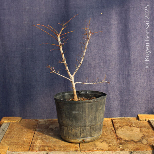 Ulmus parvifolia #16