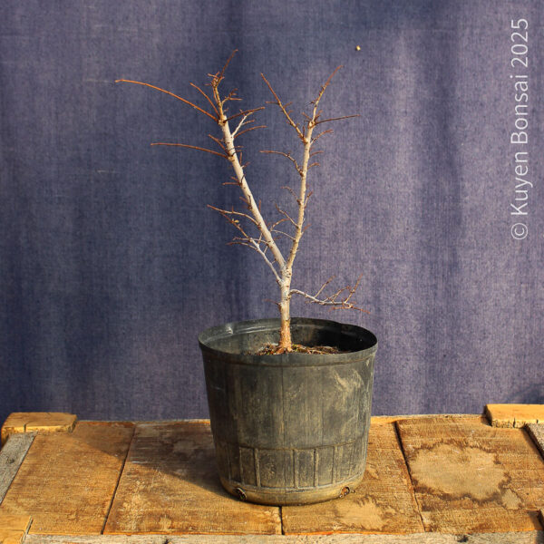 Ulmus parvifolia #16 - Imagen 2